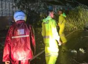 Pohon Tumbang Tutup Jalan Trans Sulawesi di Mamuju