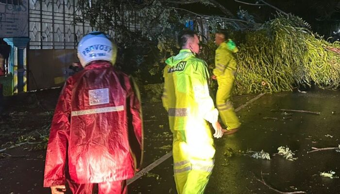 Pohon Tumbang Tutup Jalan Trans Sulawesi di Mamuju
